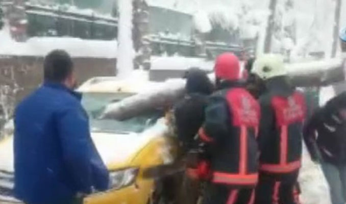 İstanbul'da taksiye ağaç girdi