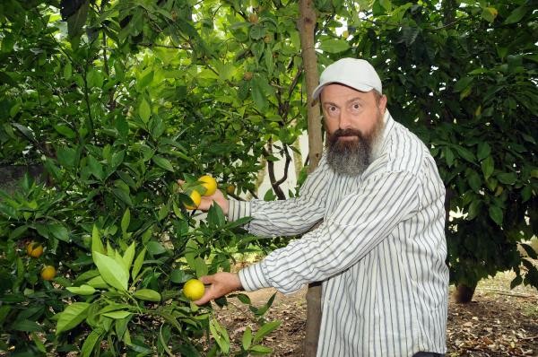 15 yıllık ağaç, 5 ay önceden portakal verdi