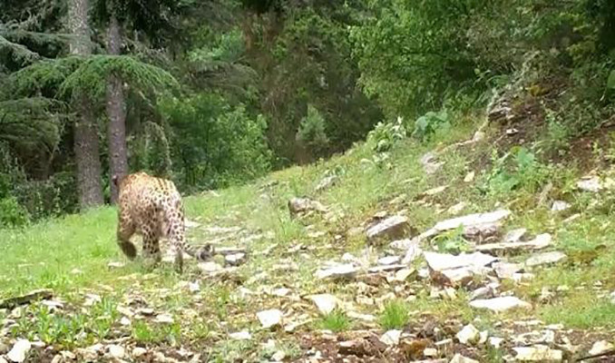 Anadolu leoparı yeniden görüntülendi